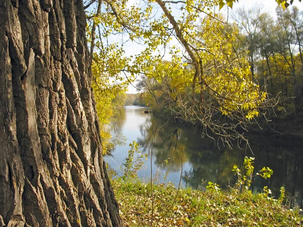 湖中的橡树 — 图库照片