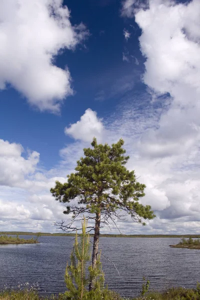 Одинокая сосна на берегу дикого озера — стоковое фото