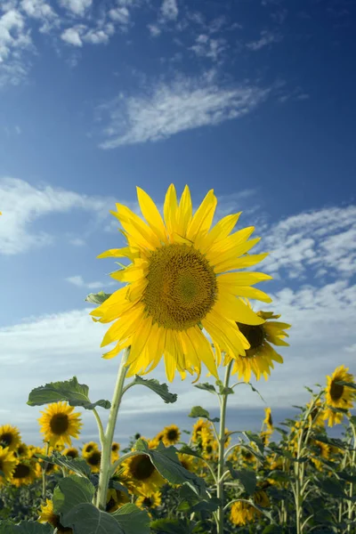 Sunflower on the summer field — Stock Photo, Image