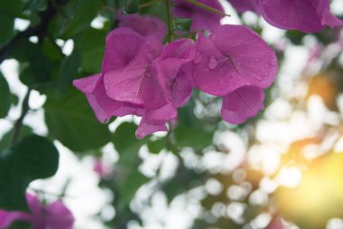 Gökyüzü arka planında güzel pembe çiçekler ve yeşil yapraklar