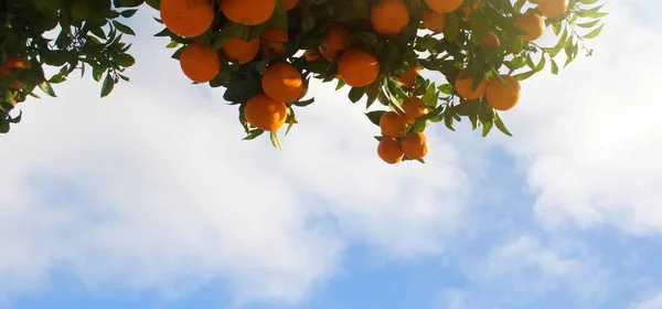 Pomarańczowe Drzewo Dojrzałymi Pomarańczowymi Pomarańczami Niebie — Zdjęcie stockowe