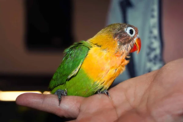 Beautiful Pet Parrot Sits Palm Your Hand — Stock Photo, Image