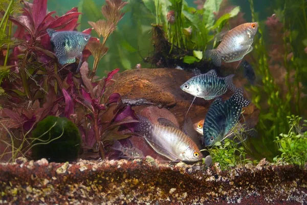 Акваріумні Риби Плавають Акваріумі Красивими Водоростями — стокове фото