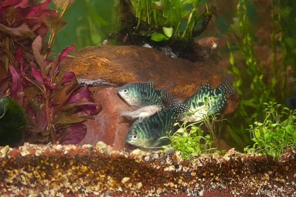 Аквариумные Рыбы Плавают Аквариуме Красивыми Водорослями — стоковое фото