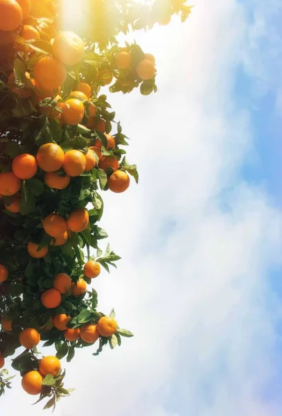 Orange tree with Mature orange oranges against the sky.