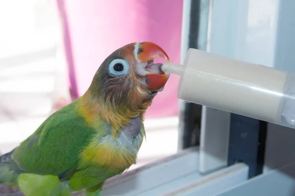 Lille Papegøje Lovebird Afrikansk Madagaskar Origin Very Lyse Plumage Artificial - Stock-foto