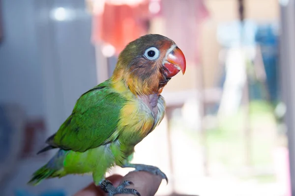 Malý Papoušek Miláček Africko Madagaskarského Původu Velmi Světlé Peří — Stock fotografie