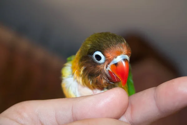 Pequena Ave Amor Papagaio Origem Africano Madagáscar Plumagem Muito Brilhante — Fotografia de Stock