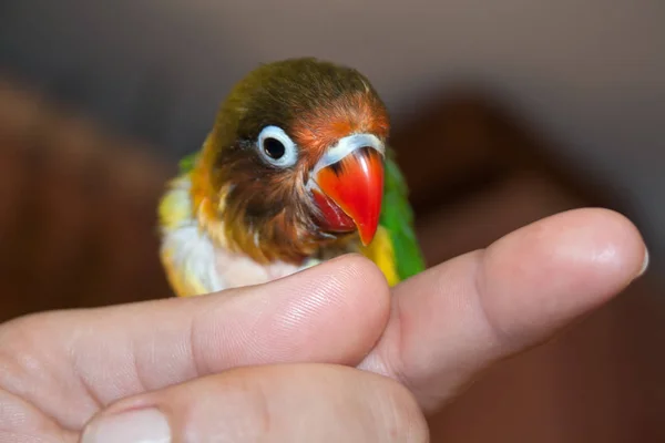 Malý Papoušek Miláček Africko Madagaskarského Původu Velmi Světlé Peří — Stock fotografie