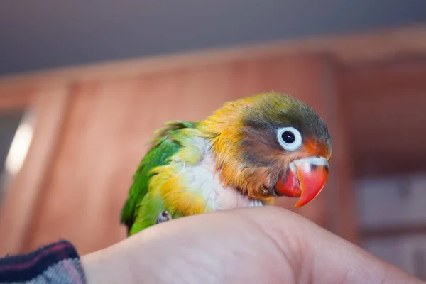 Little Parrot Lovebird African Madagascar Origin Very Bright Plumage — Stock Photo, Image