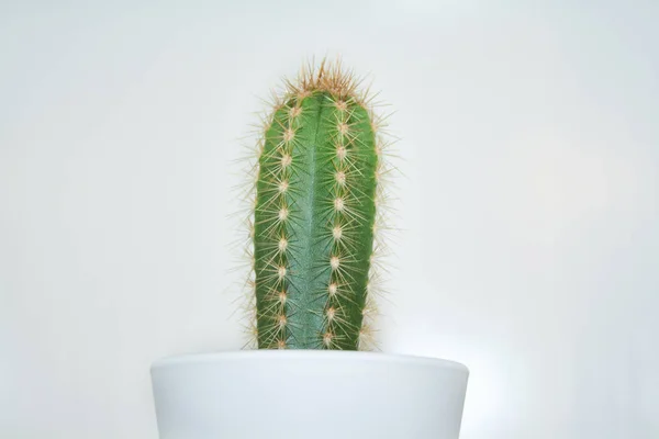 Kleiner Kaktus Einem Weißen Topf Auf Weißem Hintergrund — Stockfoto