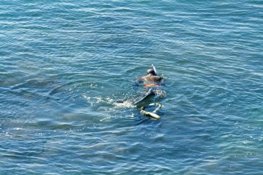 Bir adam denizin dibindeki istiridyeleri maske ve katlamak için özel ağıyla topluyor..