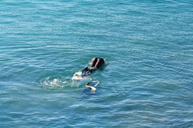 Bir adam denizin dibindeki istiridyeleri maske ve katlamak için özel ağıyla topluyor..