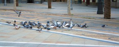 Bir güvercin sürüsü meydanda parçalanmış ekmek yiyor..