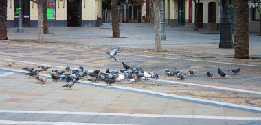 Bir güvercin sürüsü meydanda parçalanmış ekmek yiyor..