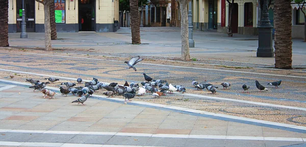 Eine Schar Tauben Frisst Zerbröseltes Brot Auf Dem Platz — Stockfoto