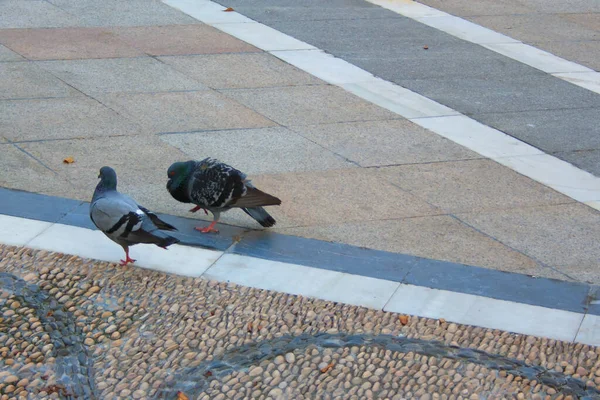 Ein Taubenmännchen Hofiert Ein Weibchen Auf Dem Stadtplatz — Stockfoto