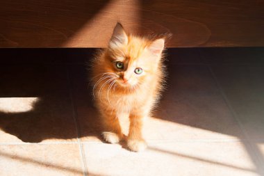 Çok şirin, küçük kırmızı ve yeşil gözlü tüylü kedi yavrusu..