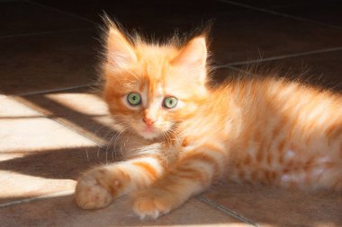 Çok şirin, küçük kırmızı ve yeşil gözlü tüylü kedi yavrusu..