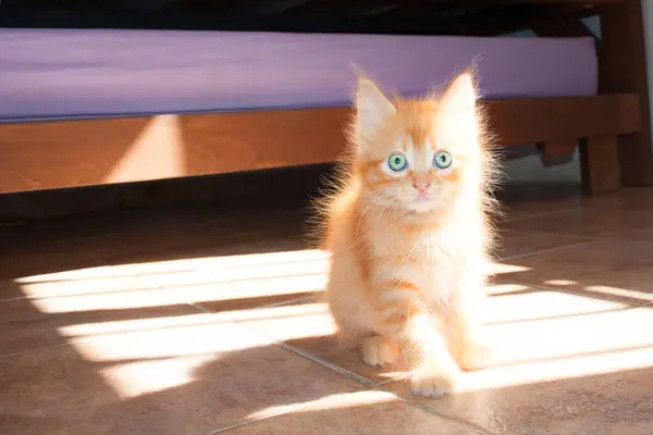Bardzo Ładny Mały Czerwony Puszysty Kotek Zielonymi Oczami — Zdjęcie stockowe