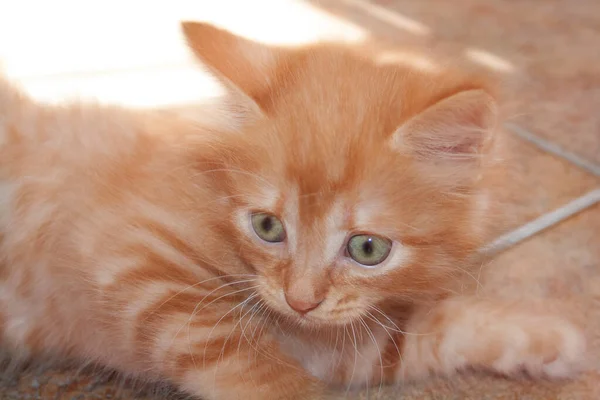 Bardzo Ładny Mały Czerwony Puszysty Kotek Zielonymi Oczami — Zdjęcie stockowe