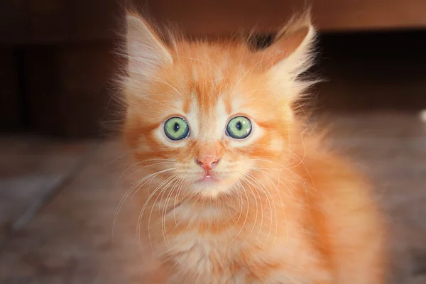 Très Mignon Petit Chaton Rouge Moelleux Aux Yeux Verts — Photo