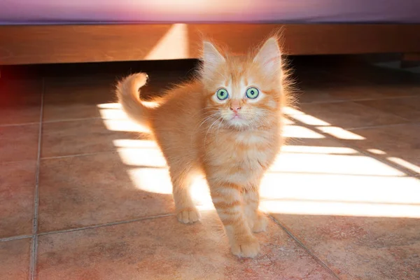 Muy Lindo Gatito Rojo Esponjoso Con Ojos Verdes — Foto de Stock