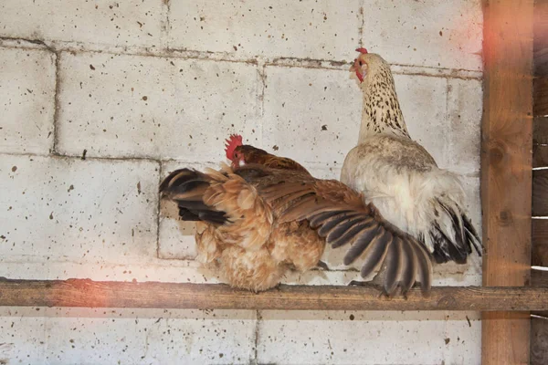 Csirkék Ülnek Egy Sügéren Egy Tyúkólban Egy Fehér Téglafalnak Támasztva — Stock Fotó