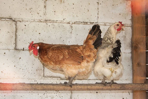 Csirkék Ülnek Egy Sügéren Egy Tyúkólban Egy Fehér Téglafalnak Támasztva — Stock Fotó
