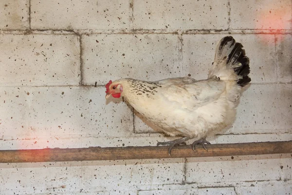 Chickens Sitting Perch Chicken Coop White Brick Wall — Stock Photo, Image