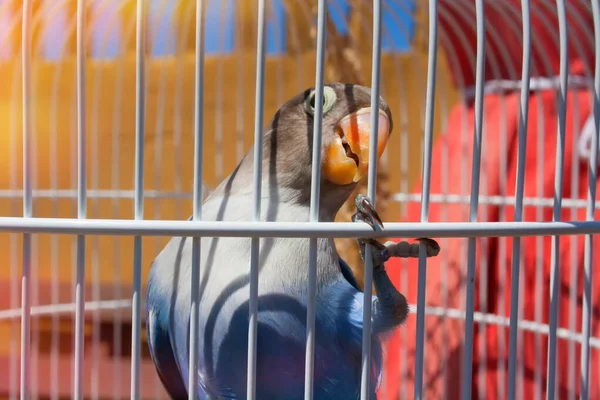 Ein Kleiner Papagei Afro Madagassischer Herkunft Einem Käfig Sehr Helles — Stockfoto