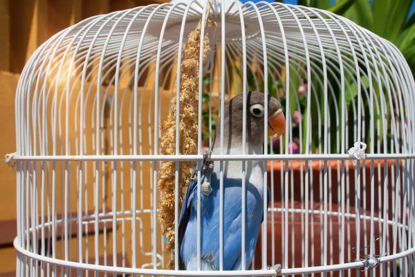 Petit Perroquet Tourtereau Origine Afro Malgache Dans Une Cage Plumage — Photo