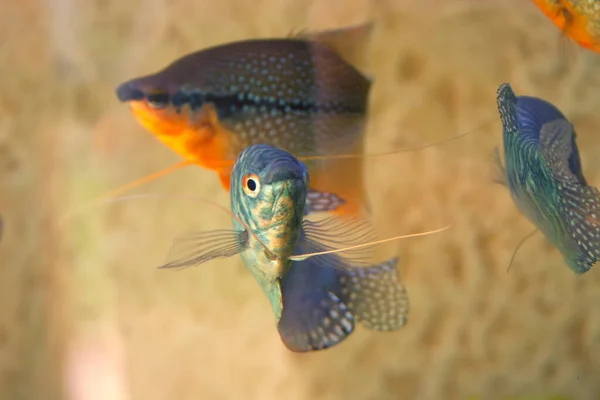 Bright colored fish in an aquarium with a long mustache