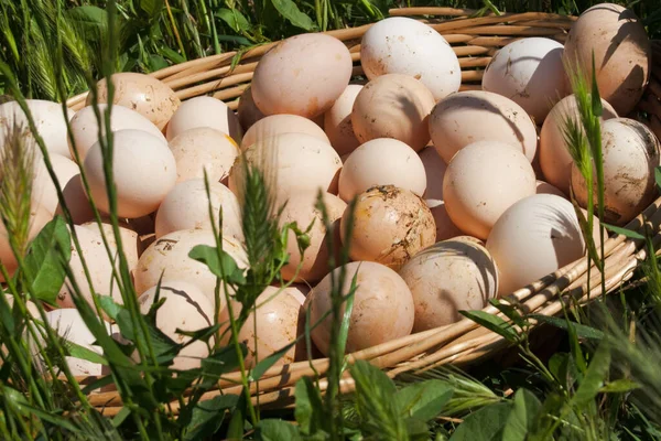 Куриные Яйца Огромной Корзине Лежат Траве — стоковое фото