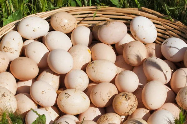 Kippeneieren Een Enorme Mand Liggend Het Gras — Stockfoto