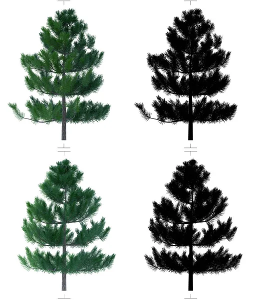 Fir Tree met alfakanaal — Stockfoto