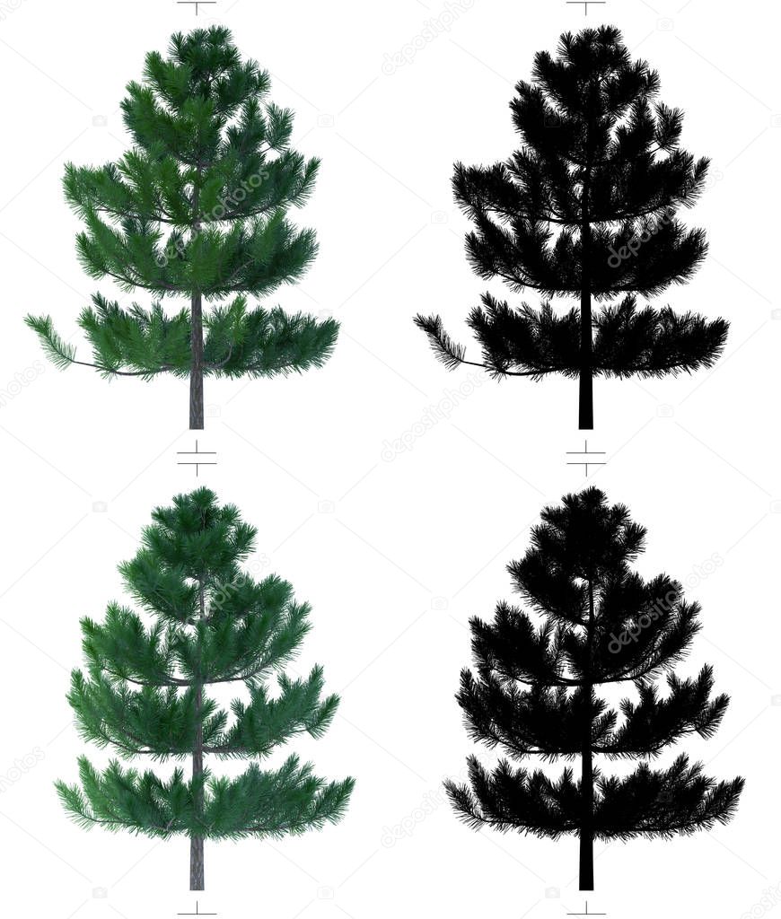 Fir tree with alpha channel