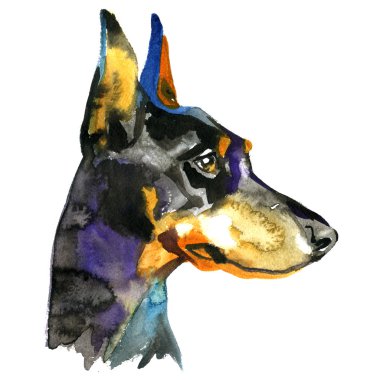 Doberman hayvan köpek suluboya illüstrasyon izole beyaz arka plan üzerinde