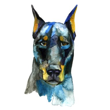 Doberman hayvan köpek suluboya illüstrasyon izole beyaz arka plan üzerinde
