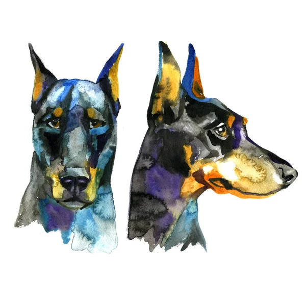 Doberman Animal cão ilustração aquarela isolado no fundo branco — Fotografia de Stock