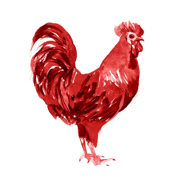 Gallo acuarela ilustración aislado — Foto de Stock