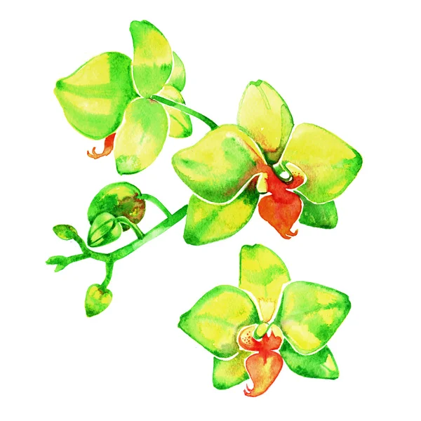 Ilustración con flores de acuarela orquídea amarilla — Foto de Stock