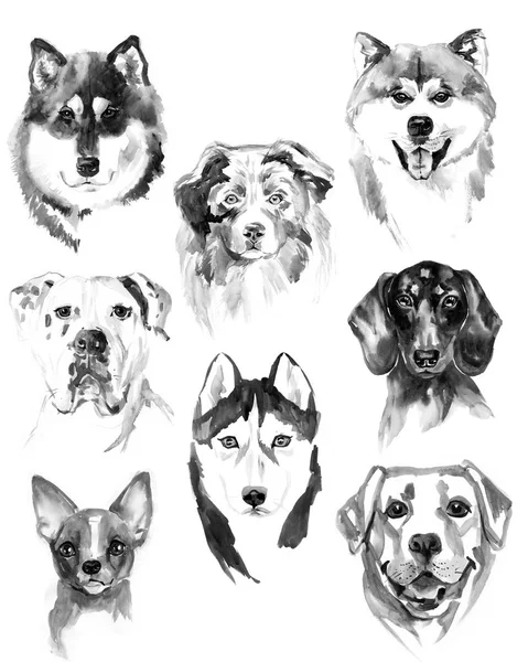 Cães aquarela definido no fundo branco — Fotografia de Stock