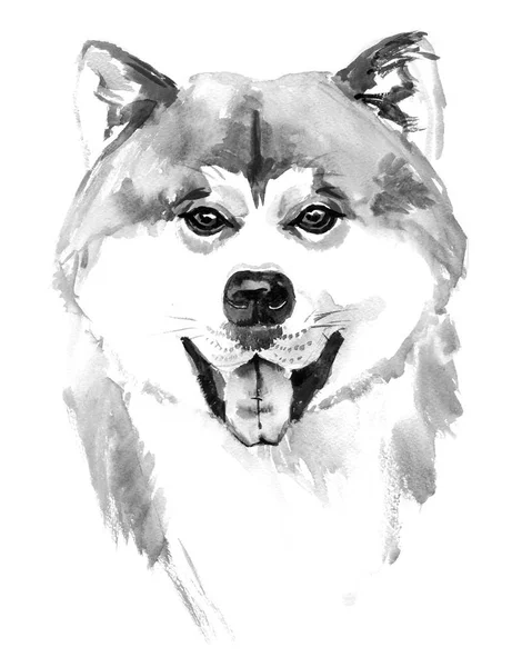 Aquarela mão cão desenhado Akita inu no fundo branco — Fotografia de Stock