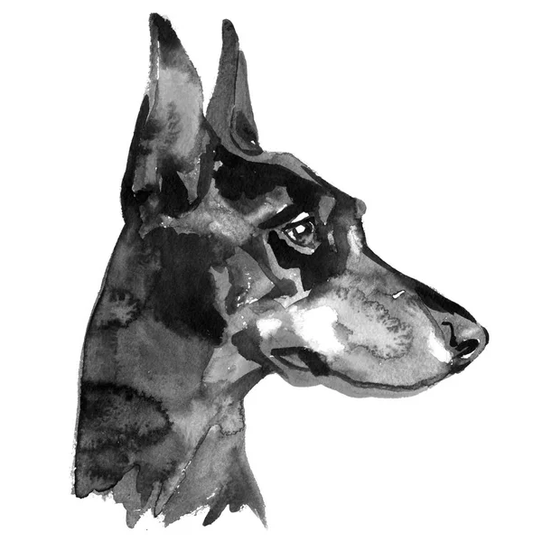 Doberman Animal dog watercolor black ink illustration isolated on white background — Stock Photo, Image