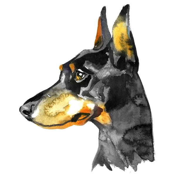 Dobermann Tier Hund Aquarell Illustration isoliert auf weißem Hintergrund — Stockfoto