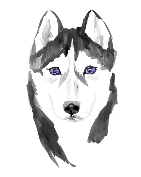 Huskies hand painted watercolor illustration isolated on white background — Stock Photo, Image