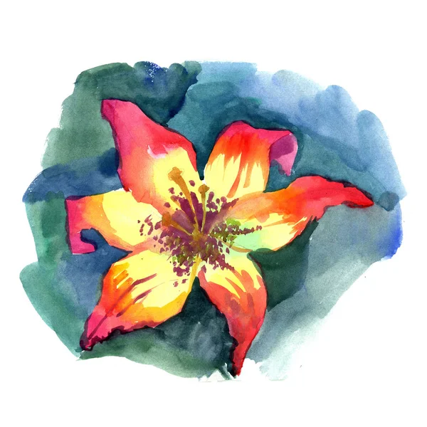 Akwarela ilustracja malowane żółty pomarańczowy czerwony Lily — Zdjęcie stockowe