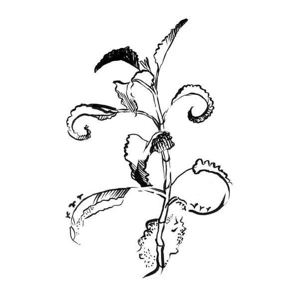Aloe Vera planta desenhada à mão gravura ilustração sobre fundo branco . — Fotografia de Stock