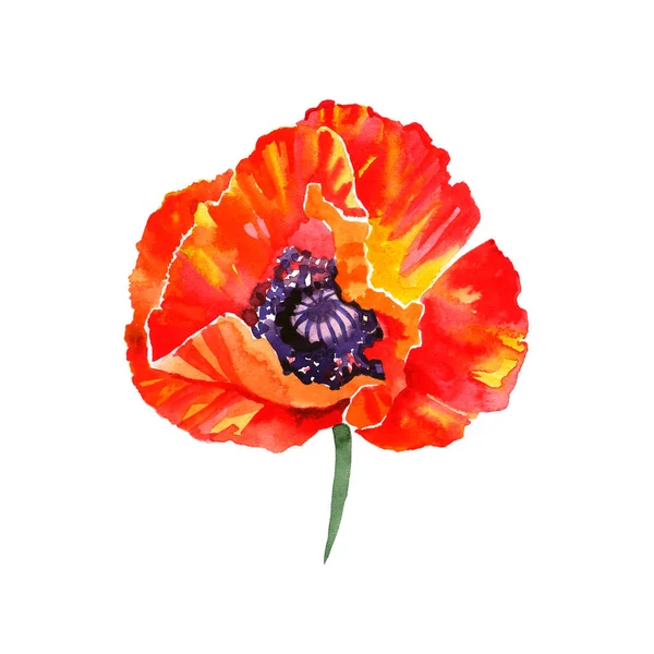Watercolor illustration of poppy flowers. Perfect for greeting cards or invitations — Stock Photo, Image